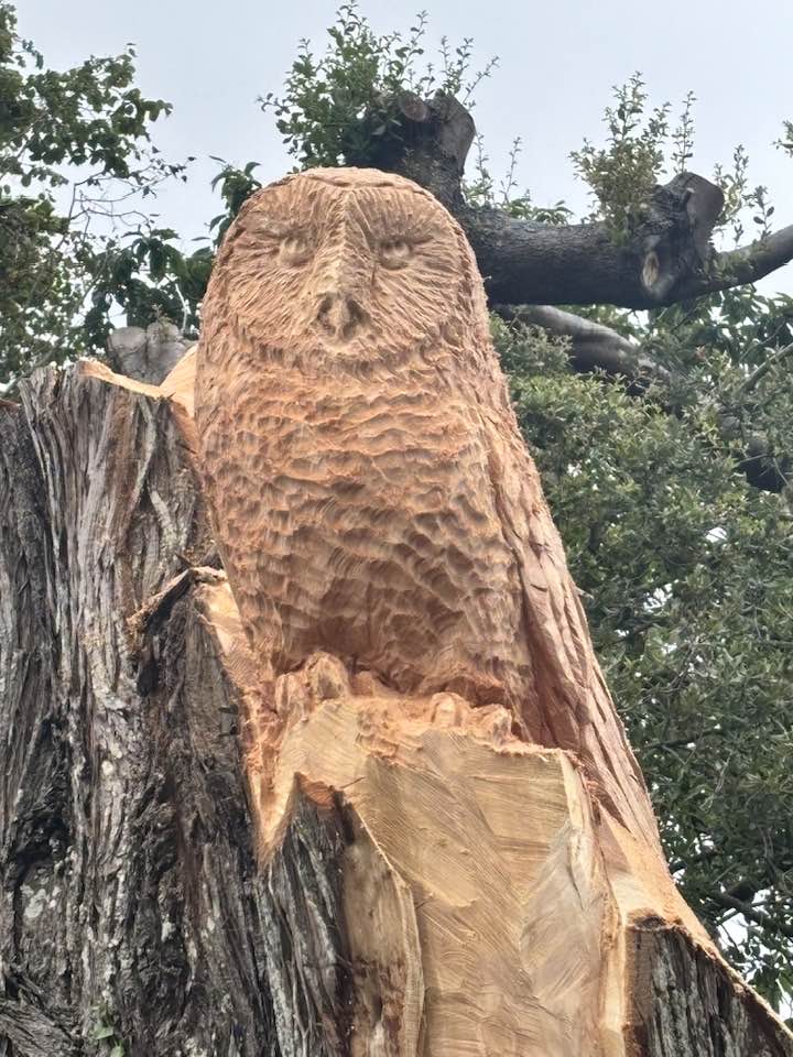 Owl Wood carving